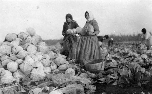 Ukrainian women picking cabbages in East Kildonan, Manitoba, 1916